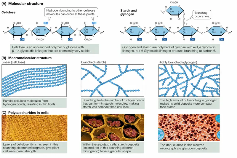 Polysaccharide structures: Cellulose, starch, glycogen