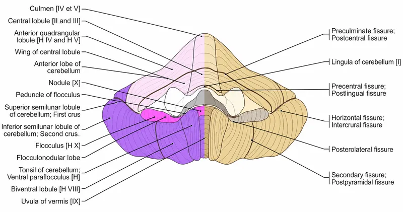 Cerebellum anatomical divisions, fissures, and lobes