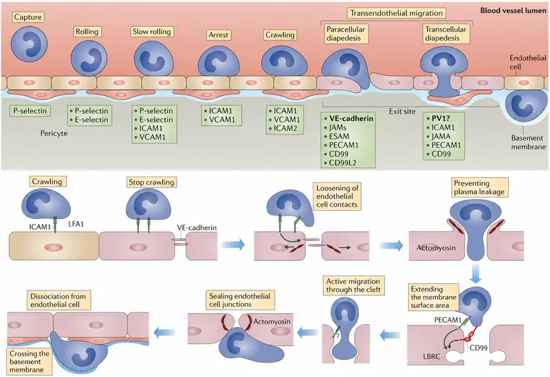 Leukocyte extravasation showing selectin-mediated rolling and integrin-mediated adhesion