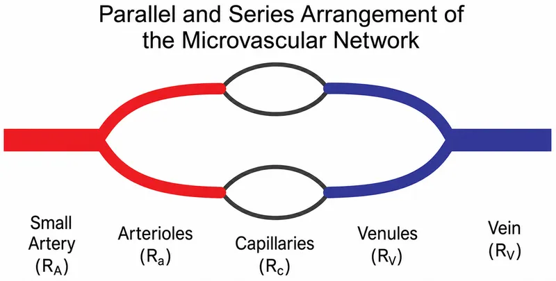 Parallel and Series Microvascular Network