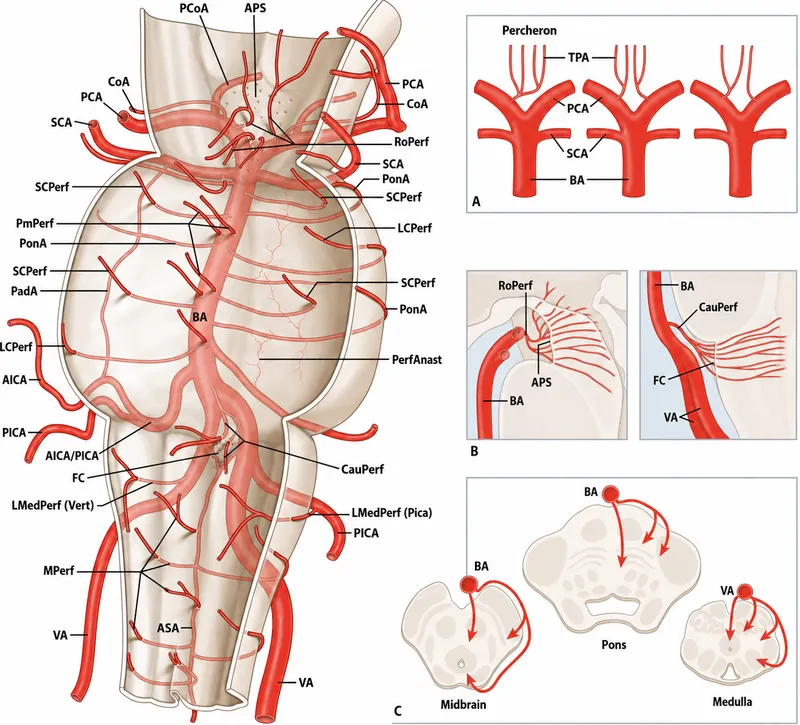 Vertebrobasilar arterial system and perforating arteries