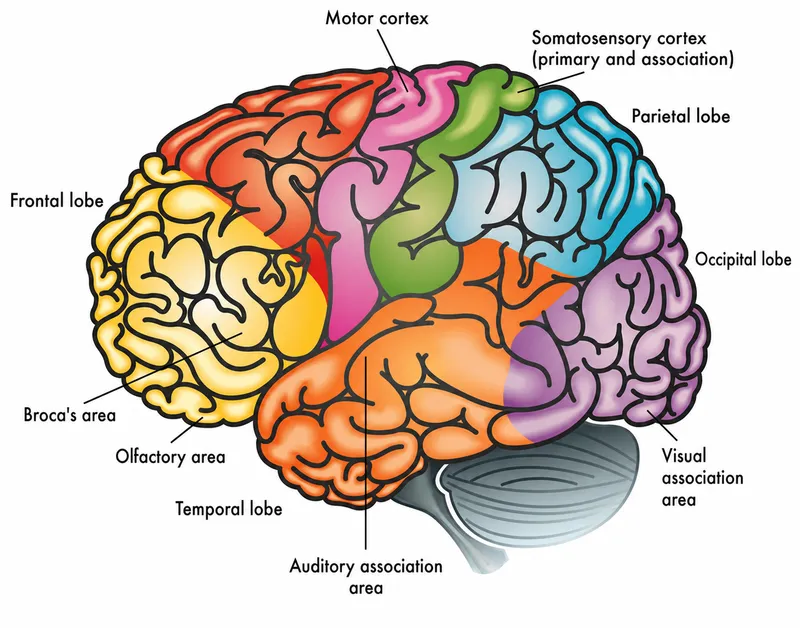 Lateral view of brain lobes and functional areas