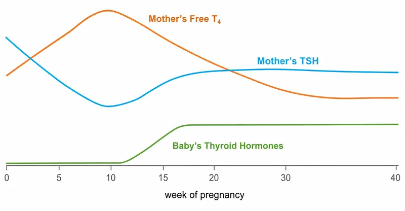 Thyroid gland changes during pregnancy with hormone level adaptations