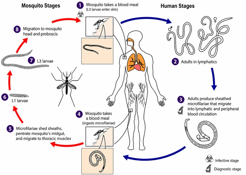 Wuchereria bancrofti Life Cycle
