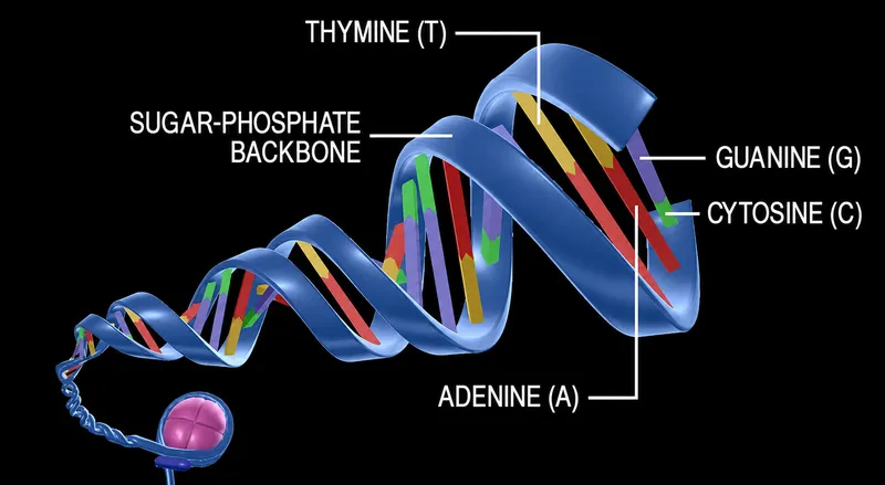 DNA double helix structure