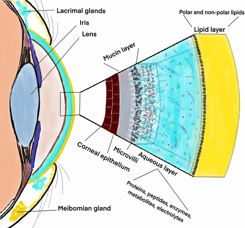 Tear film layers and corneal structure with biochemicals