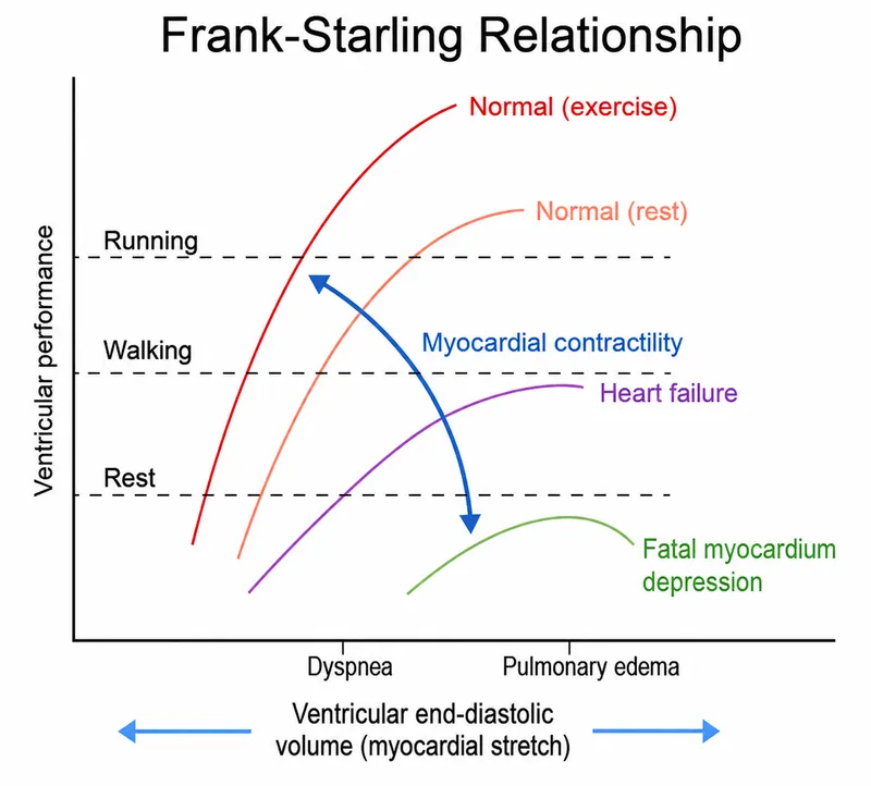 Frank-Starling curves: normal vs. failing heart