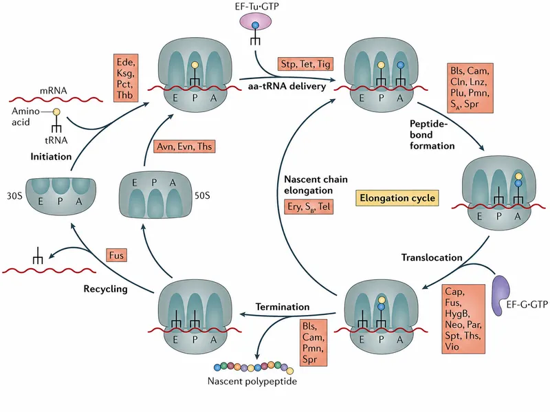 Antibiotic mechanisms on bacterial ribosome translation