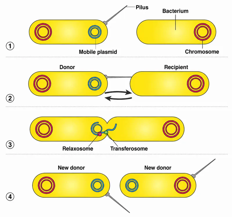 Bacterial Conjugation Process