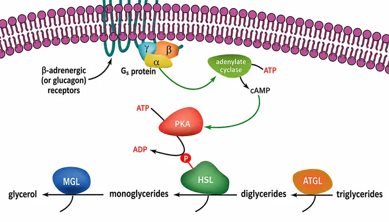 Lipolysis pathway hormone-sensitive lipase cAMP signaling cascade