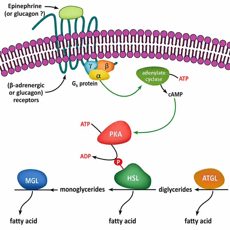 Hormonal regulation of lipolysis