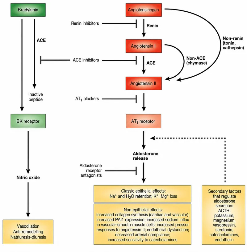 RAAS pathway, drug targets, and effects