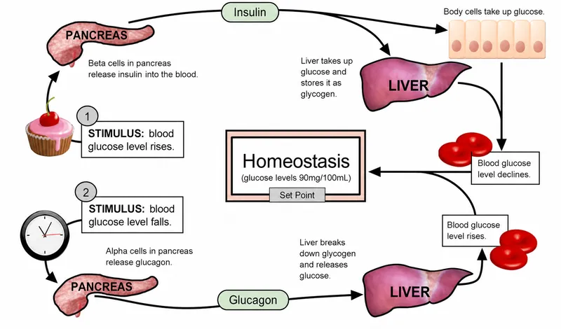 Glucose and Glucagon Feedback Loop
