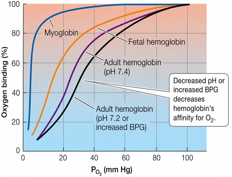 Oxygen-hemoglobin dissociation curves: pH, BPG, and types