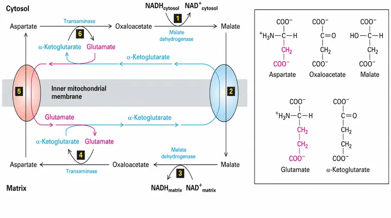 Malate-Aspartate Shuttle with chemical structures