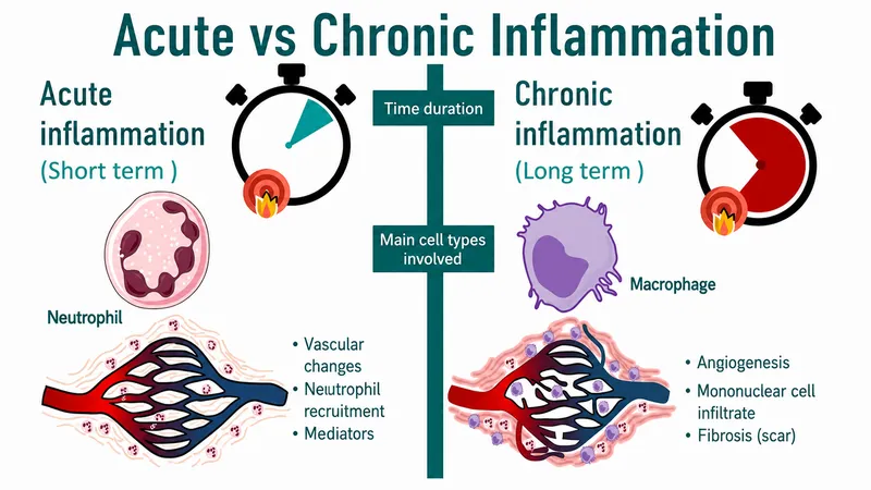 Acute vs Chronic Inflammation Comparison