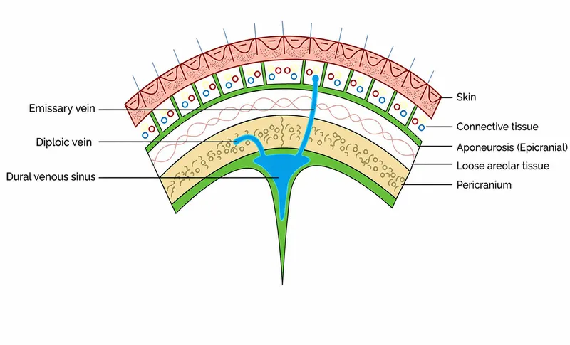 Layers of the Scalp Diagram