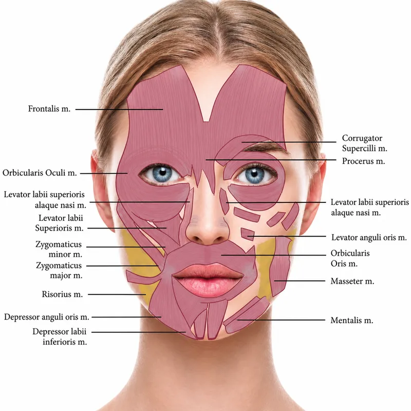 Facial Muscles for Neurotoxin Injections