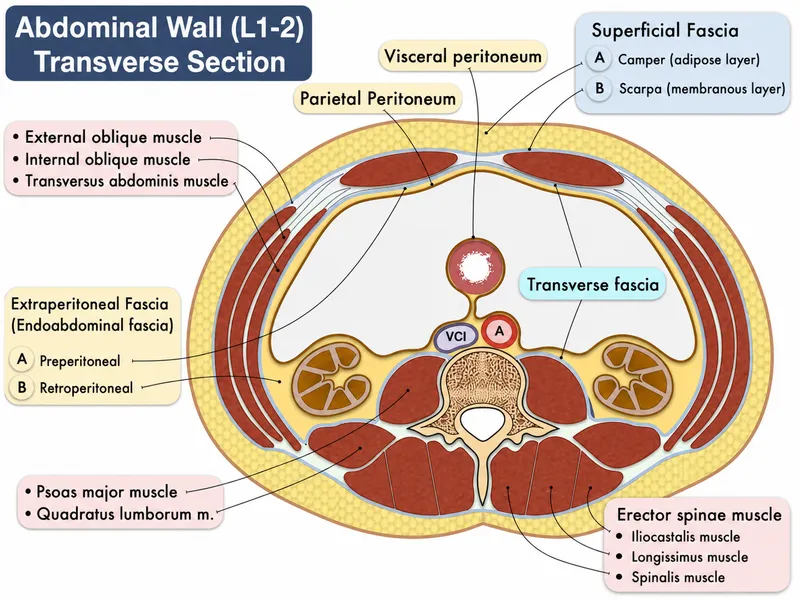 Abdominal Wall Transverse Section