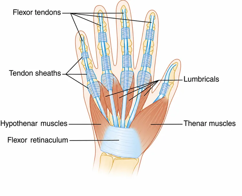 Intrinsic muscles of the hand