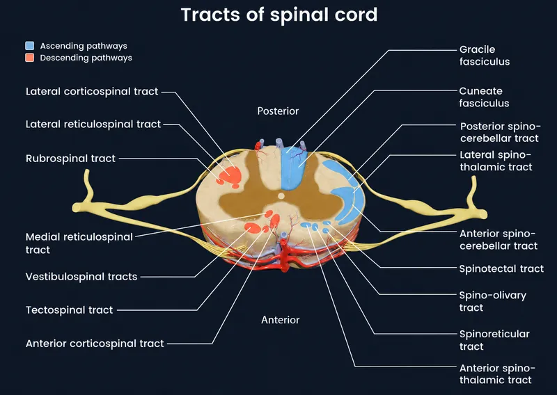 Spinal Cord Tracts Cross-Section