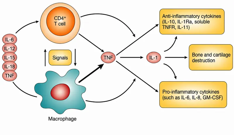 Detailed diagram of TNF-alpha signaling pathways and downstream effects