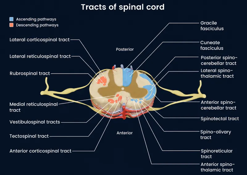 Spinal Cord Tracts: Ascending and Descending Pathways