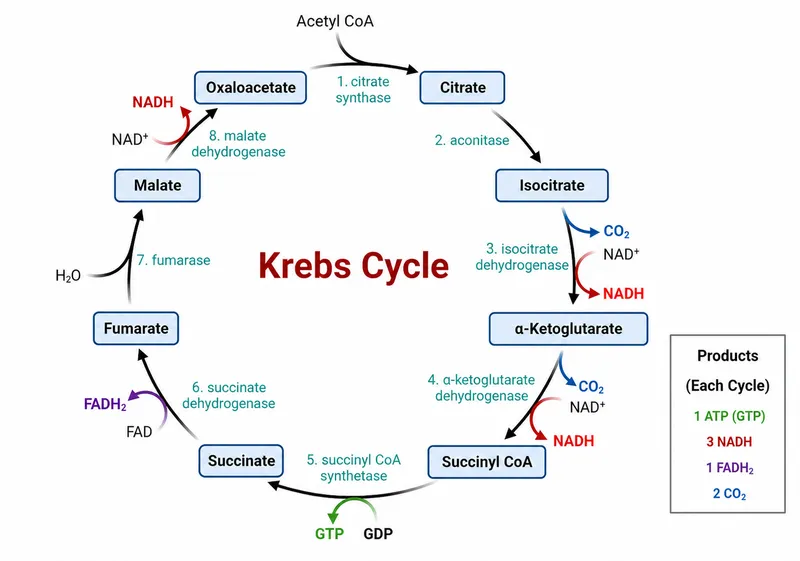 TCA Cycle with enzymes and products