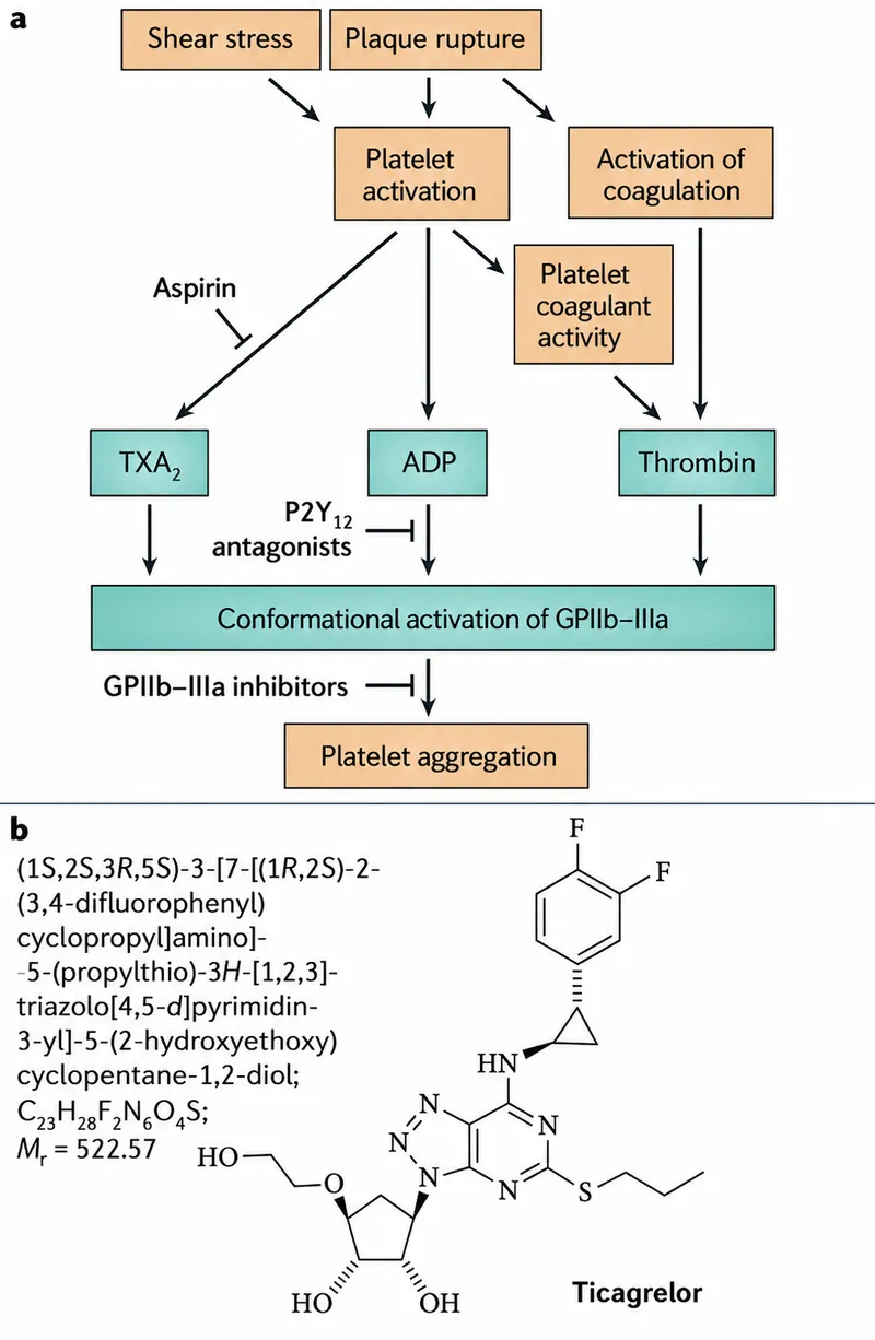 Platelet activation and inhibition by antiplatelet drugs