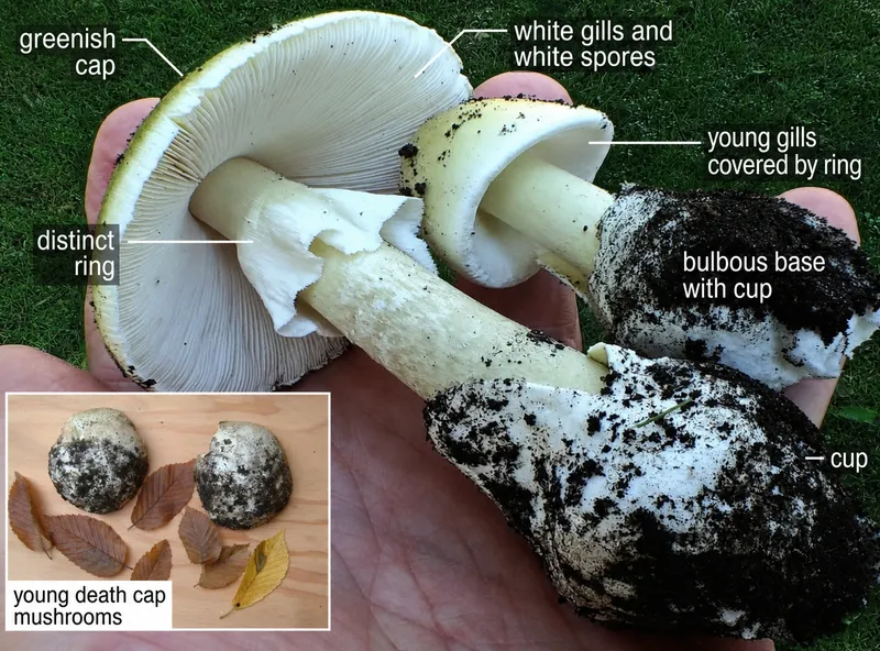 Amanita phalloides mushroom features