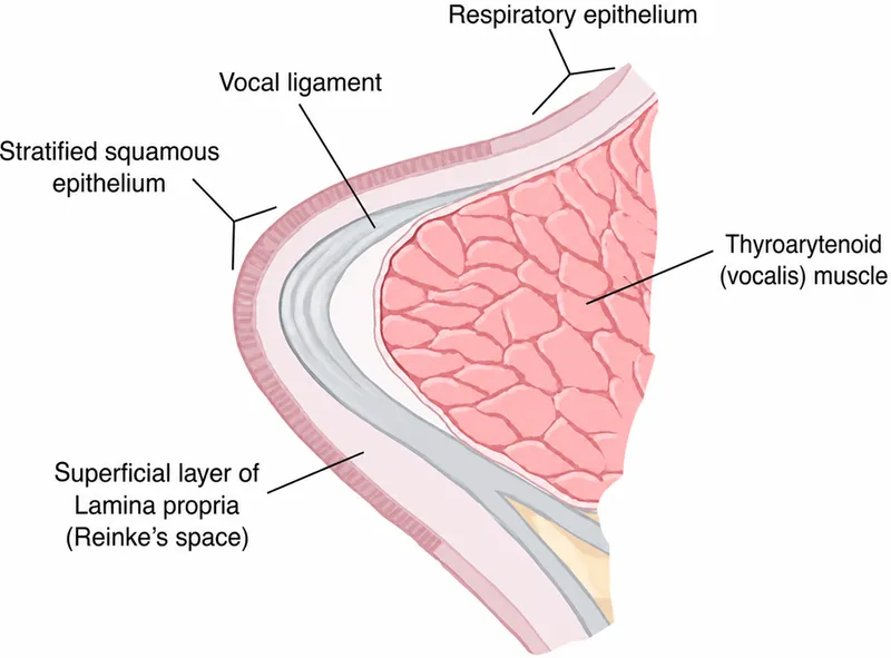 Vocal fold layers: epithelium, Reinke's space, ligament