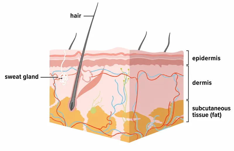 Skin Layers Diagram