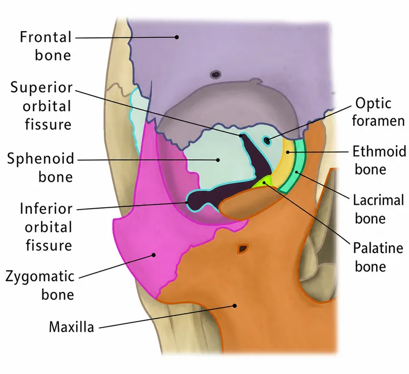 Bones of the Orbit Diagram