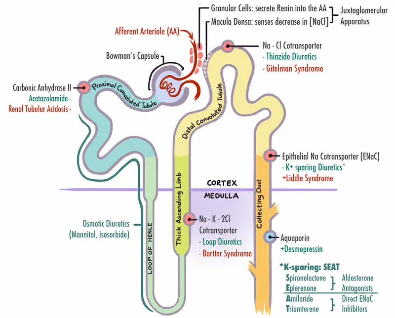 Nephron: Diuretic Mechanisms & Associated Syndromes