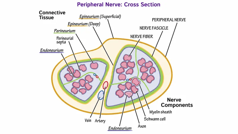 Peripheral Nerve Cross-Section Histology Diagram