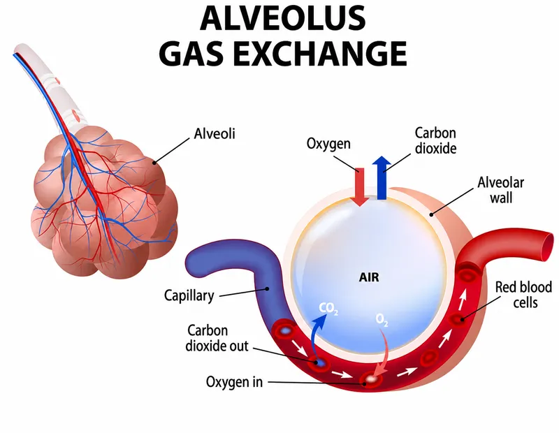 Detailed anatomical illustration of complete respiratory system showing airways, alveoli, and vascular structures