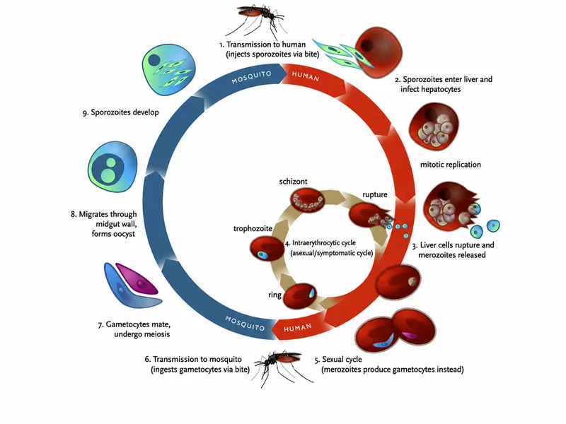 Malaria parasite life cycle: human and mosquito