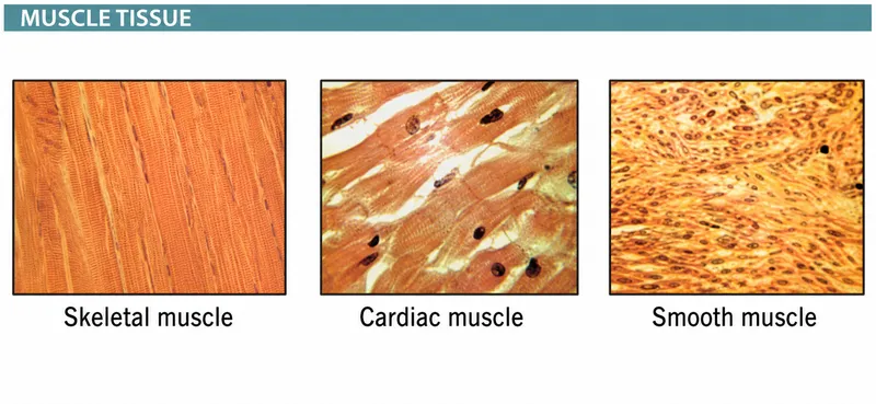Muscle Tissue Types Histology