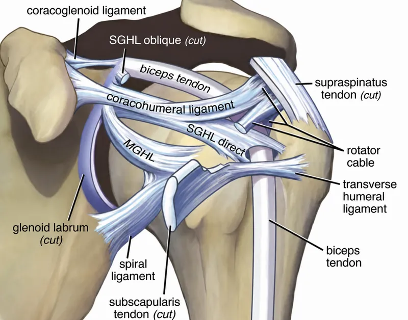 Shoulder Joint Ligaments and Tendons