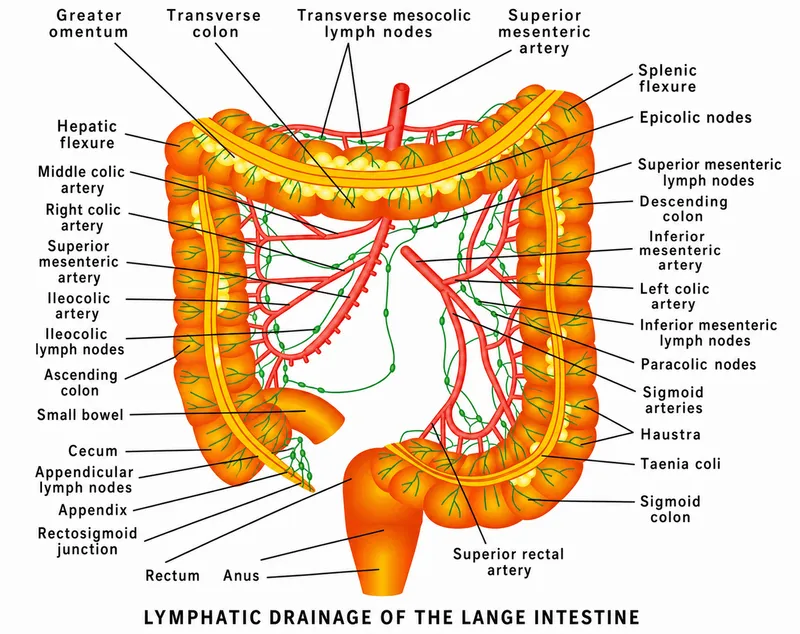 Lymphatic drainage of the large intestine
