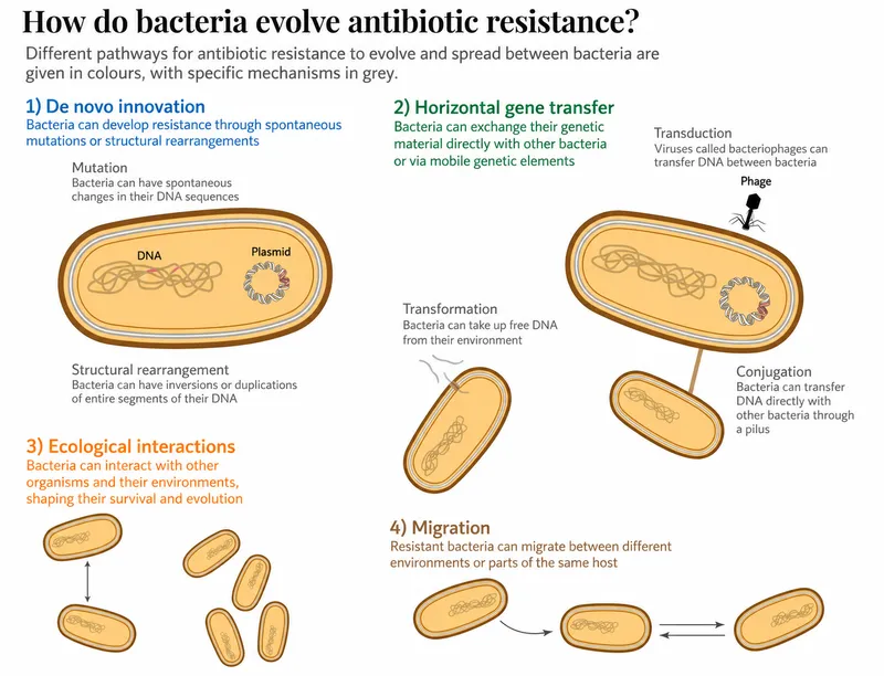 Pathways of antibiotic resistance evolution and spread