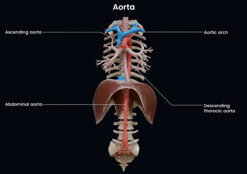 Anterior view of the aorta