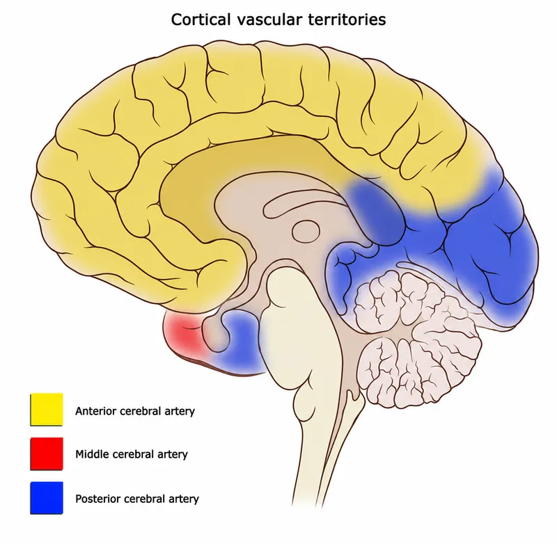 Cortical vascular territories of the brain