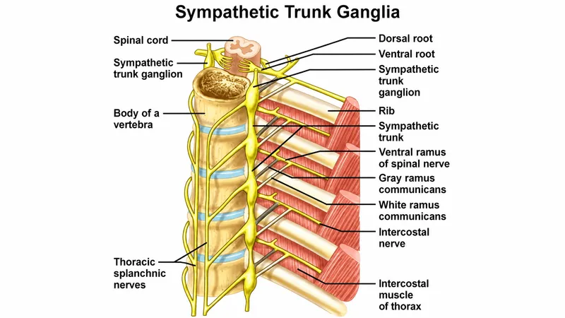 Sympathetic Trunk Ganglia with Rami Communicantes