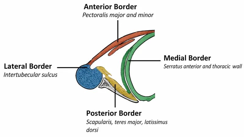 Axilla borders diagram