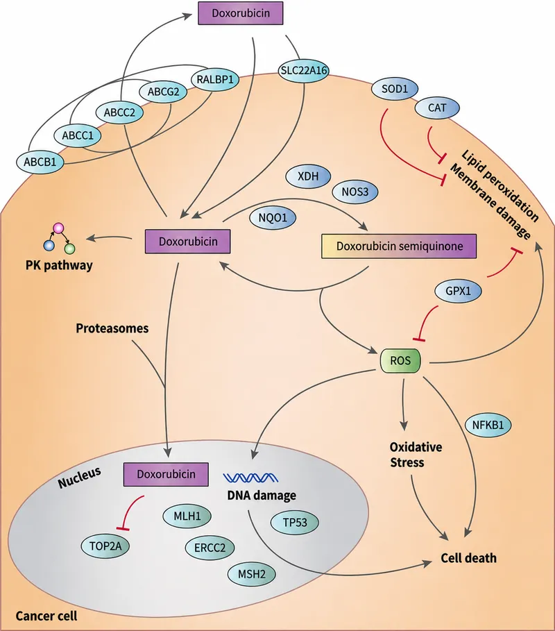 Doxorubicin mechanism of action in cancer cells