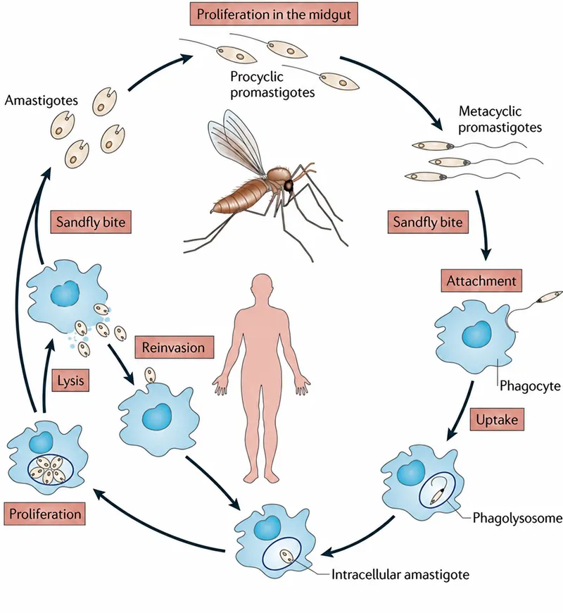 Leishmania life cycle diagram