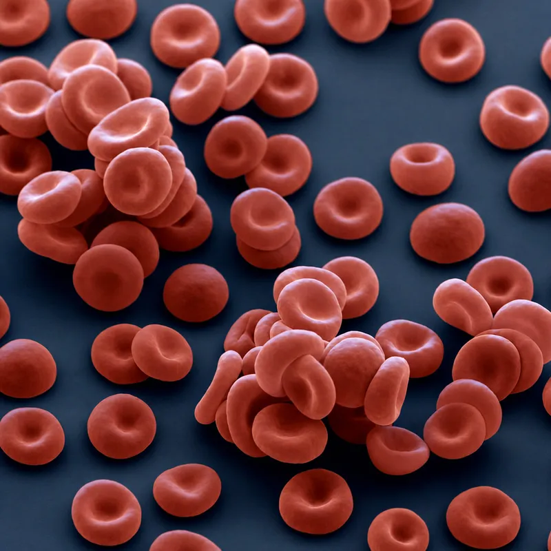 Scanning electron micrograph of biconcave erythrocytes