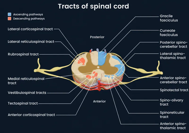Spinal Cord Tracts: Ascending and Descending Pathways
