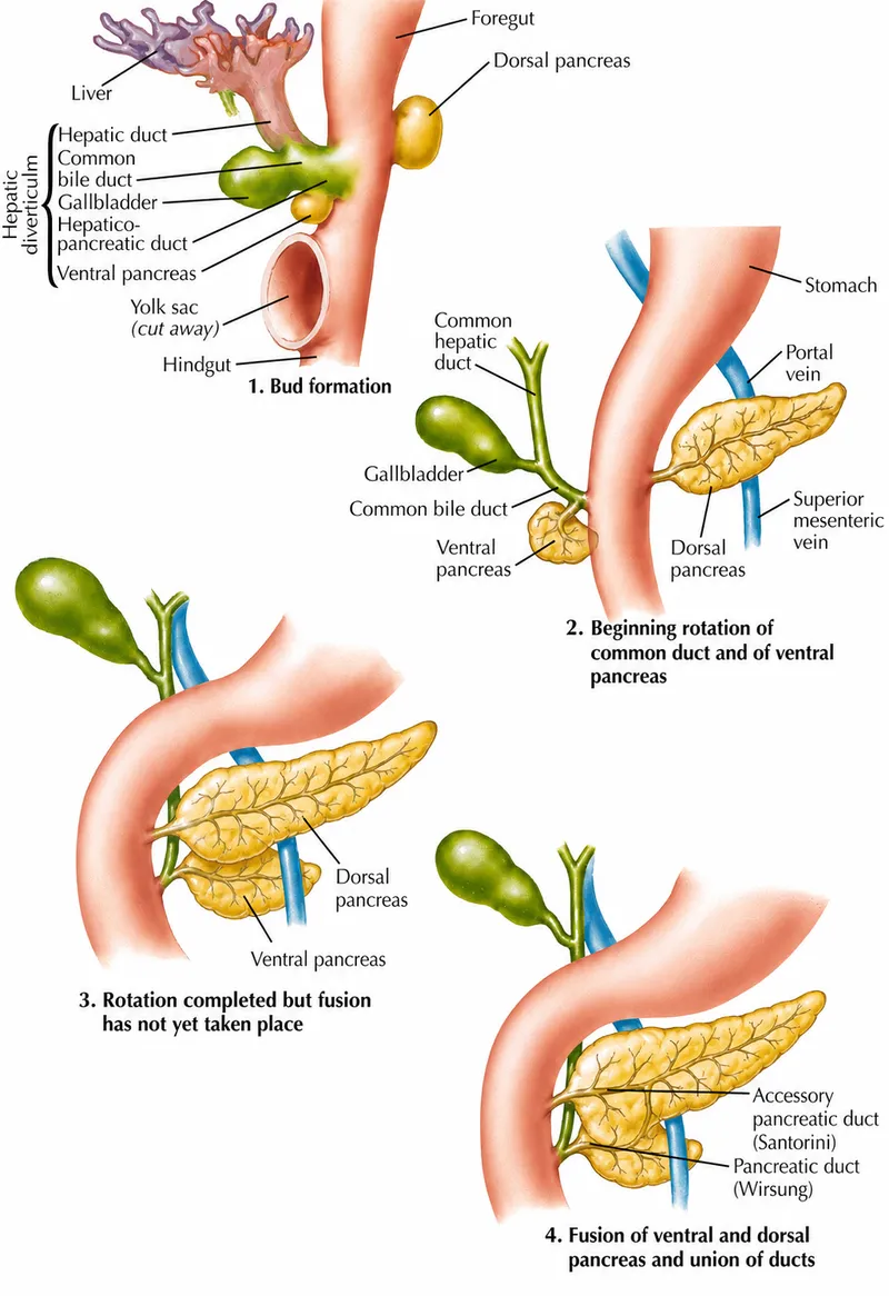 Pancreas embryology: bud formation, rotation, and fusion